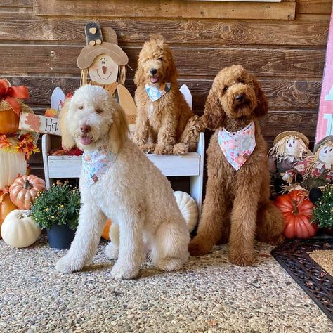 Happy Fall Yall! Doodle Fall, Western Dog Collars, Camo Dog Collars, Dog First Birthday, Female Dog Collars, Halloween Dog Bandana, Happy Fall Yall, Golden Doodles, Fall Yall