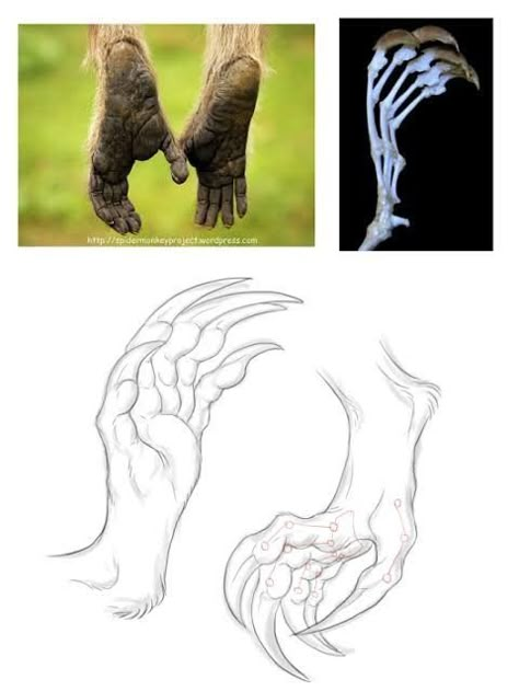 Draw Monkey, Dragon Anatomy, Feet Drawing, Spider Monkey, Hand Drawing Reference, Wolf Drawing, Anatomy For Artists, Dragon 2, Monster Concept Art