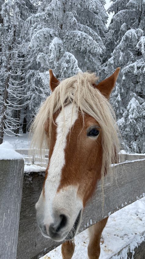 Horse Winter Aesthetic, Horse In Snow, Snow Horse, Horse Snow, Horses In Snow, Horsey Life, Winter Horse, Equestrian Aesthetic, Christmas Dreaming