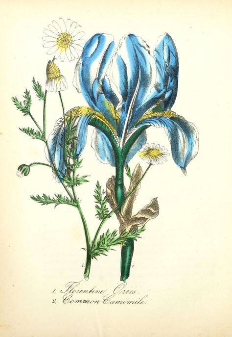 https://flic.kr/p/ab8dCp | n257_w1150 | The American flora. v.1 New York :Hull & Spencer,1855. biodiversitylibrary.org/page/11330382 Victorian Botanical, Planting Bulbs, Vintage Botanical, Free Vector Art, Botanical Illustration, Antique Victorian, Hand Coloring, Botanical Prints, Floral Art