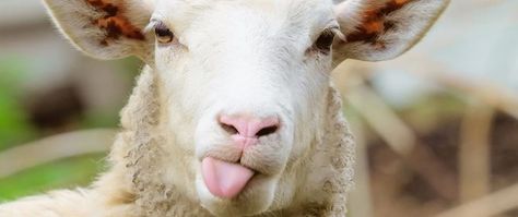 If you use lipstick then you’re putting lanolin on your lips, and if you kiss someone, you're smearing sheep all over them. Sheep Showing, Sheep Portrait, Funny Sheep, A Sheep, Sheep, Funny