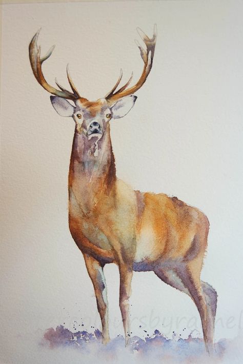 How to paint a stag in 5 easy steps..... – watercolours by rachel Persephone Alter, Watercolour Stag, Deer Painting, Watercolor Paintings For Beginners, Deer Art, Watercolor Paintings Easy, The Lane, Watercolor Paintings Tutorials, Watercolour Tutorials