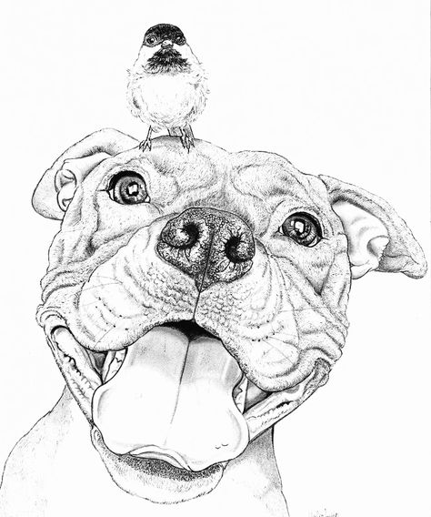 Pit Bull Drawing, Smiling Pitbull, Pitbull Drawing, Pitbull Tattoo, Ink Portrait, Pitbull Art, Hand Drawn Portraits, 강아지 그림, Bird Poster