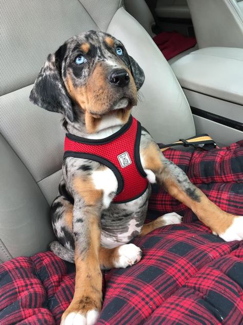 They’re really needy. You can’t go anywhere without them. Hunting Puppies, Merle Puppies, Catahoula Leopard Dog Puppy, Catahoula Puppies, Mixed Puppies, American Leopard Hound, Louisiana Catahoula Leopard Dog, Akc Breeds, Catahoula Leopard Dog