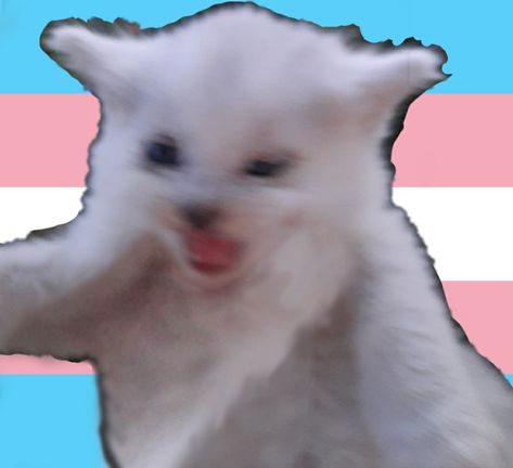 Trans Cat Pfp, Hidden Trans Pfp, Profile Picture Cat, Pride Profile Picture, Picture Cat, Trans Pride Flag, Trans Art, Pride Stuff, Cat Pfp