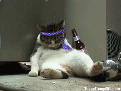 Pooped Out Party Cat! - great cat GIF A Cat, Gif