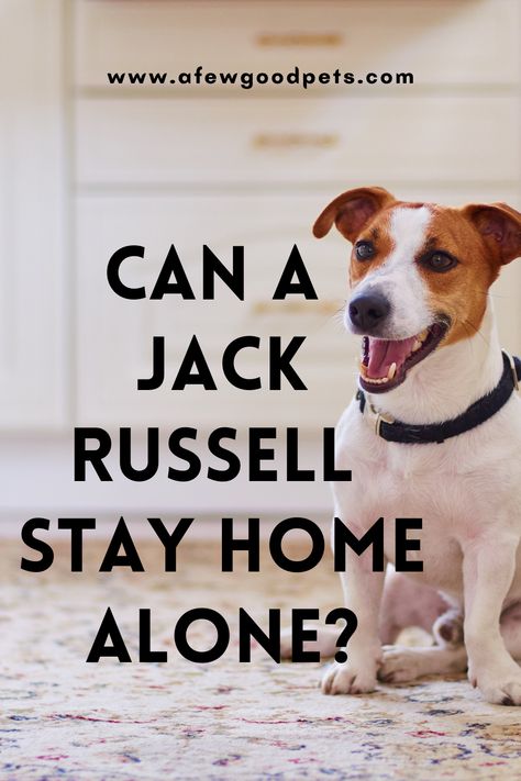 Rough Coated Jack Russell Terrier, Jack Russell Terrier Funny, Jack Russell Funny, Jack Terrier, Lose Wight, Parson Jack Russell, Jack Russell Mix, Animals Quotes, Jack Russell Terrier Mix