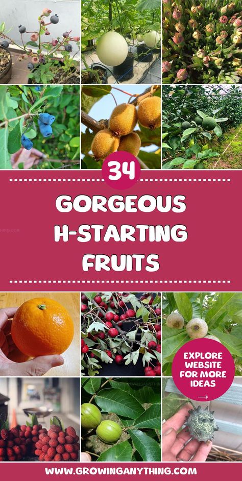 Exotic flavors and bright colors make these H-starting fruits a delightful addition to meals and gardens. Learn how to incorporate these unique fruits into your daily routine. Unique Fruit, Vegetable Gardening, Vegetable Garden, Daily Routine, Bright Colors, Herbs, Fruit, Color