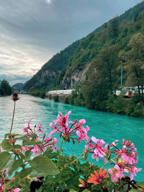 #interlaken #switzerland #swiss #lakethun #bluelake #nature #flowers #aesthetic Switzerland Flowers, Lake Thun, Interlaken Switzerland, Interlaken, Flowers Aesthetic, Blue Lake, Nature Flowers, Mobile Photography, Switzerland