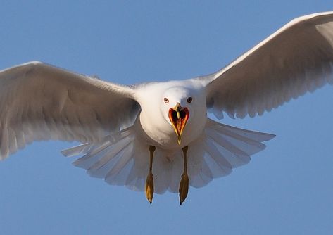 evil seagulls | the sandguppy Seagull Screaming, Anatomy Reference, Rats, Scream, Written By, Art Reference, Birds, Collage, Animals