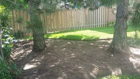 Pine Straw Landscaping, Yard Before And After, Best Grass Seed, Backyard Flowers Beds, Planting Grass, Growing Grass, Lawn Design, Spruce Tree, Planting Shrubs