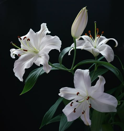 Flowers Black Background, Goth Garden, Nothing But Flowers, Flower Therapy, Floral Photography, White Lilies, Lily Flower, Flower Photos, Flowers Nature