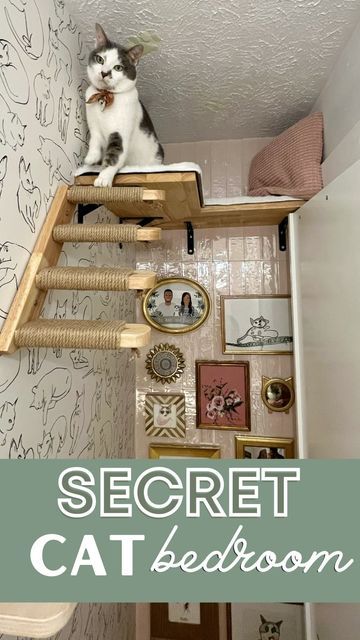 Kelsey + Ryan | DIY & Design 🛠 on Instagram: "Stella’s full room tour 💕😻 #catsofig #catsofinstagram #cat #cats #catroom #catbedroom" Modern Cat Room, Kitty Cat Bedroom Ideas, House With Cats Living Rooms, Cat Room In Closet, Cat Room Inspiration, Cat Station Ideas, Diy Cat Room Small Spaces, Cat Room Ideas Small Spaces Diy, Cat Room Office