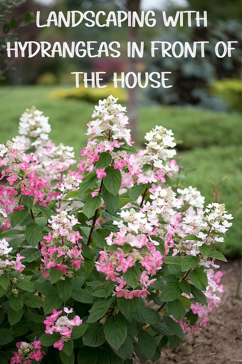 Family Garden Ideas, Landscaping With Hydrangeas, Hydrangea Flower Bed, House Curb Appeal, Indian Agriculture, Boxwood Landscaping, Front Yard Flowers, Hydrangea Landscaping, Landscape Diy