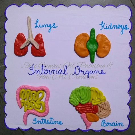 Internal Organs model with Clay for kids Internal Organs Activity, Internal Organs Drawing, Internal Organs For Kids, Clay Organs, Easy Clay Models, Organ Donation Poster, Clay For Kids, Solar System Projects For Kids, Human Body Worksheets