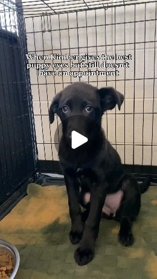 Jennifer Cook on Instagram: "✨Kimber is just a baby and she's been waiting patiently on her forever family to find her, but no one has come for her yet💔 I don't understand why cuz she's absolutely perfect and her adorable little puppy eyes🥺 Please share this sweet baby girl🐾 She's located in Caldwell, Idaho✨

Posted @withregram • @westvalleyhumanesociety Meet Kimber 🐾 The adorable 3-month-old Labrador/Australian Shepherd mix stealing hearts with those irresistible puppy eyes! 😍 Surprisingly, she's still looking for her forever home. Don't miss out on cuddles and kisses - visit our website to fill out an application and schedule your appointment with Kimber today! 💖

#PuppyLove #AdoptDontShop" Cuddles And Kisses, Shepherd Mix Puppies, Helping Animals, Australian Shepherd Mix, Waiting Patiently, I Dont Understand, Puppy Adoption, Puppy Eyes, Little Puppies