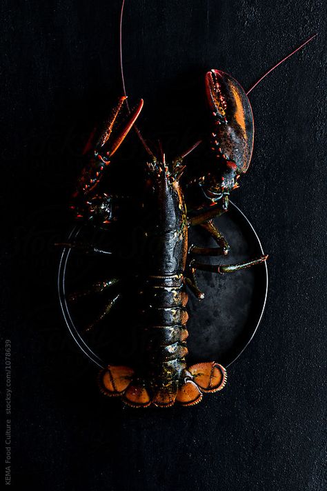 Lobster  by KEMA Food Culture for Stocksy United Dark Food Photography, Food Art Photography, Crab And Lobster, Culture Food, Beautiful Food Photography, Black Food, Food Photography Inspiration, Food Photography Tips, Food Photography Styling