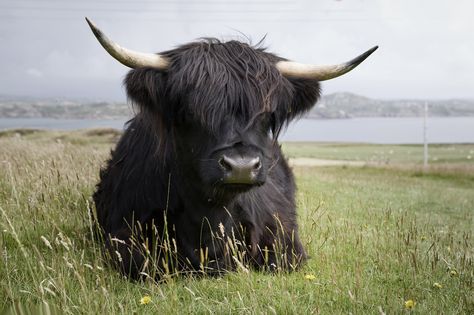 Iona | par agatabart Valais Sheep, Black Highland Cow, Scottish Animals, Scottish Cow, Highland Cow Art, Scottish Highland Cow, Fluffy Cows, Cow Pictures