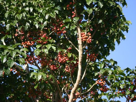 Puriri Tree and Miro berries #Kua reri nga kukupa. June Berry Tree, Wild Cherry Tree, Hackberry Tree, Canada Red Chokecherry Tree, Forest Berries, Delphinium, Ground Cover, Flowers, Plants