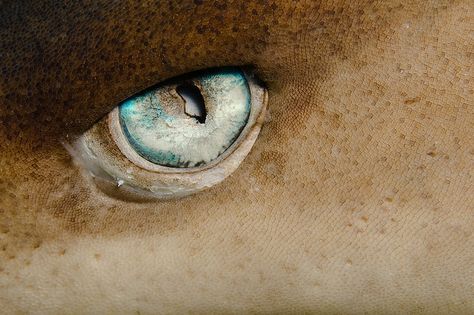 White Tip Shark eye, CLOSE UP! If my cousin saw this...she'd freak. White Tip Shark, Animal Close Up, Shark Bait, Eye Close Up, Cold Blooded, African Cichlids, White Tip, Shark Week, Great White Shark