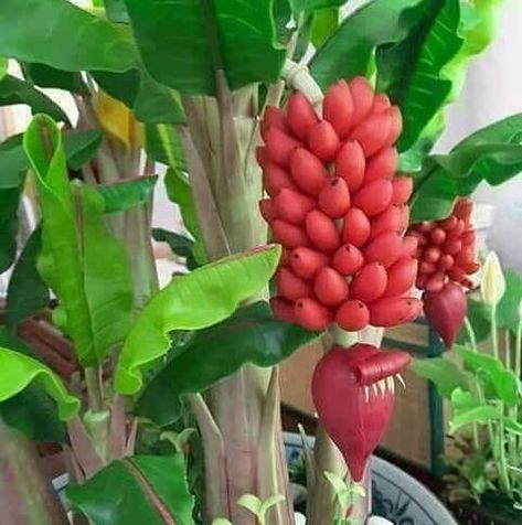 How To Grow Bananas, Farming Ideas, Banana Trees, Buah Naga, Banana Plant, Thanh Long, Growing Fruit Trees, Banana Plants, Fruit Photography