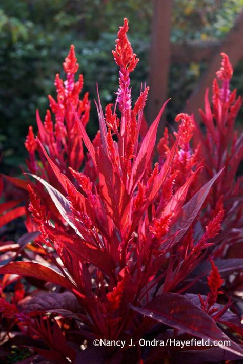 The rich red foliage of this 'Dragon's Breath' celosia (Celosia argentea) was eye-catching since seedling stage, and the show became even more stunning when the flowers started to appear a few weeks ago. [Nancy J. Ondra at Hayefield] Red Plants For Landscaping, Bushes With Red Flowers, Plants With Red Flowers, Red Leaves Plant, Celosia Dragons Breath, Spring Planter, Goth Garden, Strange Flowers, Red Plants