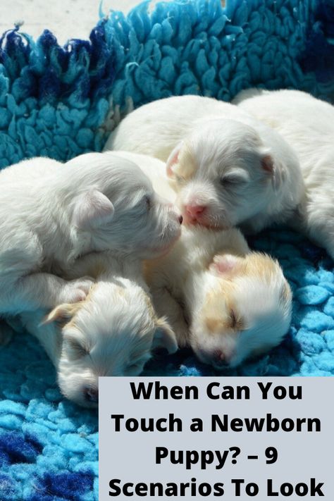 Newborn Puppy Picture Ideas, Caring For Newborn Puppies, Caring For Puppies, Preparing For Puppies To Be Born, Welping Box Ideas Puppies Diy, Delivering Puppies, Newborn Puppy Pictures, Whelping Room Ideas, Newborn Puppy Care