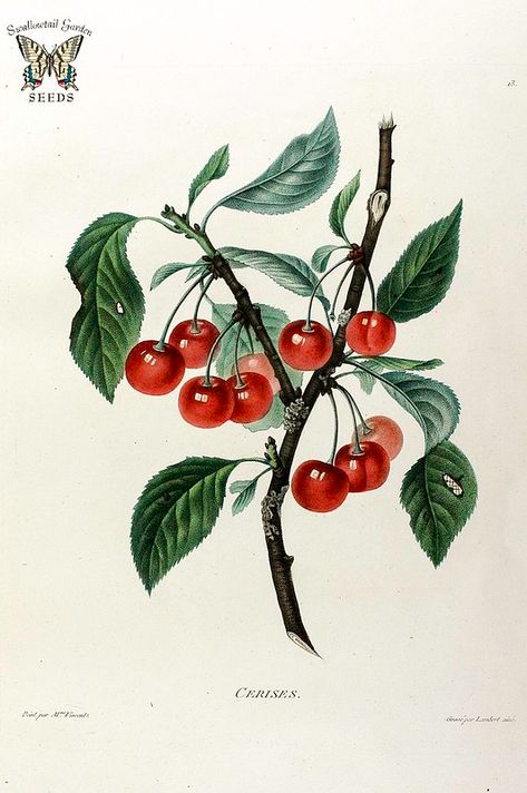 Cherry Fruit Tree, Cherry Tree Tattoos, Cherry Drawing, Pies And Tarts, Cherry Plant, Cherry Tattoos, Sour Cherries, Fruits Images, Wild Cherry