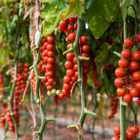 Tomato Hanging Basket, How To Grow Cherries, Growing Cherry Tomatoes, Watering Tomatoes, Cherry Tomato Plant, Seed Starter Kit, Benefits Of Gardening, Sun Loving Plants, Worm Composting