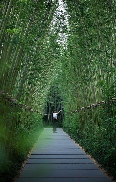 Bamboo Tunnel, Bamboo Landscape, Karuizawa, Storefront Design, Tivoli Gardens, Bamboo Garden, Koh Tao, Pattaya, Walkway