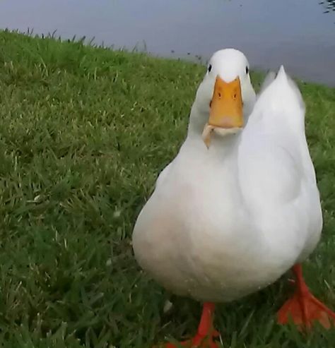 Cute duck on the pond eating some bread. Cute Duck, The Pond, Swimming, Bread, Like Button, Pinterest Likes, Animals