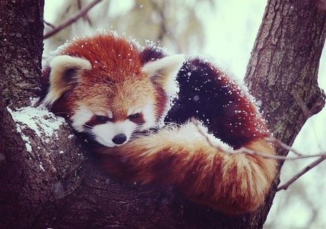 RED PANDAS ARE THE CUTEST red panda snow, cute, animals Animal Traits, Red Panda Cute, Scene Girl, Panda Love, Red Panda, Cute Panda, Cute Creatures, Animal Tattoos, Panda Bear