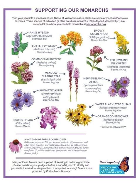 Flowering Shrubs For Shade, Native Plant Landscape, Butterfly Garden Plants, Flower Garden Plans, Shade Shrubs, Prairie Flower, Asclepias Tuberosa, Prairie Garden, Native Plant Gardening