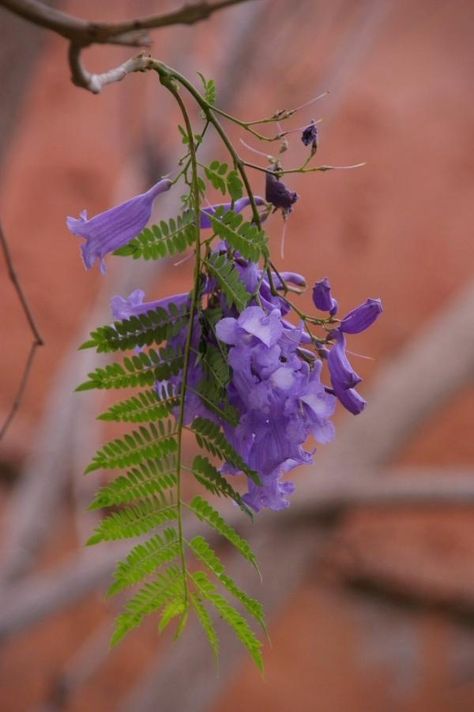 Jacaranda Flower, Jacaranda Mimosifolia, Majestic Tree, Pineapple Wallpaper, Florida Plants, Tree Tattoos, Jacaranda Tree, Old But Gold, Plants Are Friends