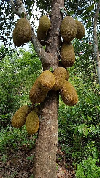 Jack Fruit Recipes Vegan, Jack Fruit Tree, Fruit Tree Forest, Tree Full Of Fruits, Jack Fruit, Fruit Tree, Fruit Plants, Wikimedia Commons, Fruit Trees