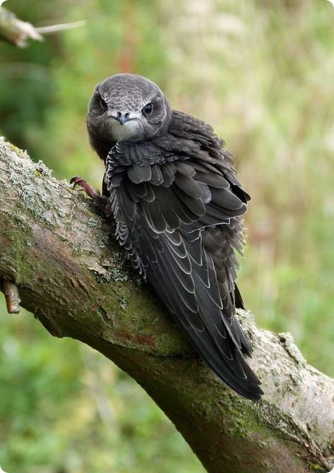 Swift Bird, Birds Tattoo, Bird Photo, Animals Of The World, Beautiful Birds, Bald Eagle, Animal Kingdom, Animal Photography, Animals Beautiful