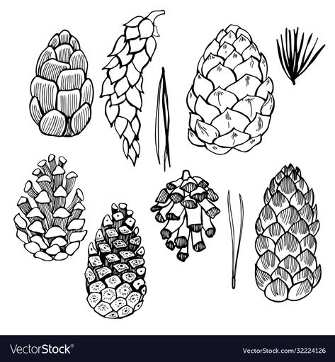 Vector Sketch, Sketch Illustration, Pine Cones, Png Images, Print On Demand, Hand Drawn, Vector Images, Vector Free, Illustrator