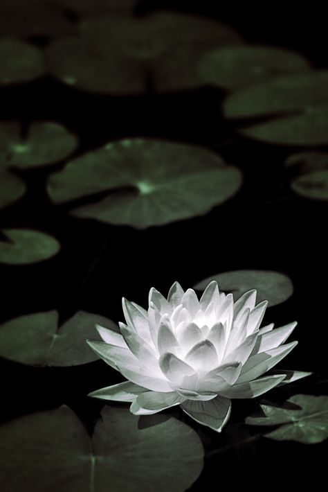 Lotus Photo, Peace Lily Aesthetic, Water Lily Aesthetic Wallpaper, Water Lilies Photography, Waterlily Photography, White Water Lily Painting, Water Lily And Lotus, Water Lilies Aesthetic Dark, Water Lily Tattoos