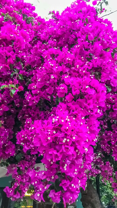 Color Bugambilia, Bougainvillea, Beautiful Nature, Beautiful Flowers, Hot Pink, Purple, Flowers, Pink, Quick Saves