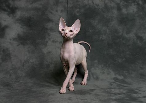 The cat breeds lose hair | ehow, Also called bald or hairless cats, the sphynx is an odd-looking breed with a barely-visible coat that is reminiscent of peach fuzz. Description from bajubekasbranded.com. I searched for this on bing.com/images Cute Hairless Cat, Sphynx Kittens, Most Popular Cat Breeds, Sphinx Cat, Funny Cat Wallpaper, Rex Cat, Hairless Cat, Sphynx Cat, Sphynx