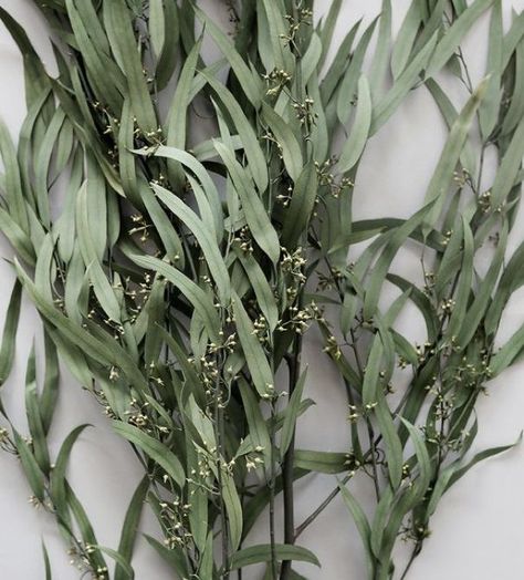 Seed Clusters, Juliet Garden Rose, Dried Greenery, Willow Eucalyptus, Wedding Flowers Greenery, Confirmation Party, Eucalyptus Branches, Seeded Eucalyptus, Weeping Willow