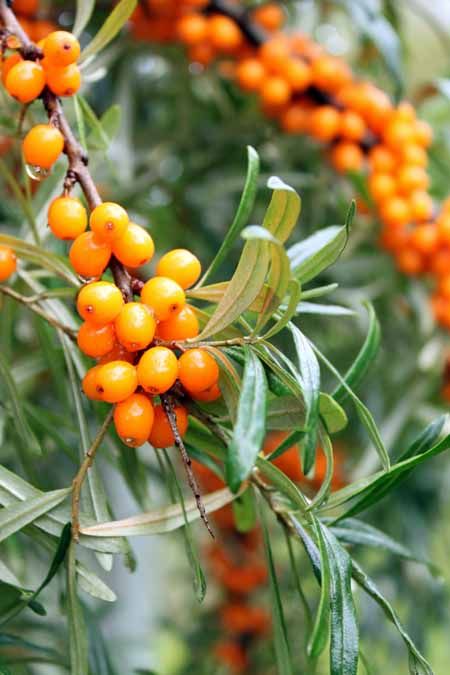 Are looking for a berry that has 9x the Vitamin C of other fruit? Lots of antioxidants & healthy fats? One that can replace meat? Try the Sea Buckthorn now. Sea Buckthorn Oil, Nutritional Deficiencies, Natural Anti Aging, Sea Buckthorn, Mixed Berries, Oils For Skin, Nutritious Meals, Healthy Fats, Hair Growth