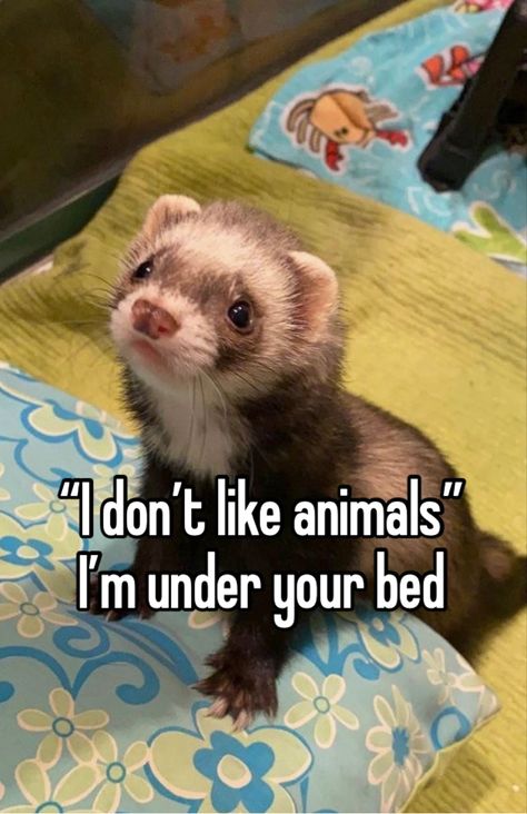 #ferret #cuteanimalpictures #whisper #whisperoftheheart #whisperwhisper #whisperpost Ferret Meme, Funny Ferrets, Cute Ferrets, Pet Memes, Like Animals, Cute Animal Pictures, Ferret, Animal Memes, Art Stuff