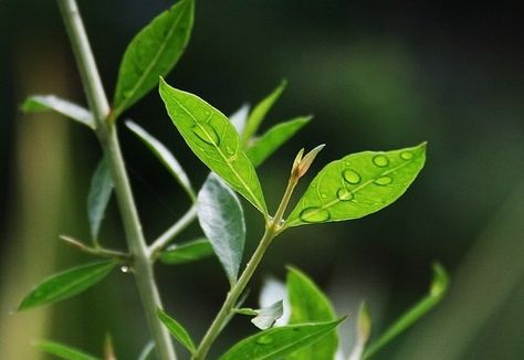 The healing benefits of Henna — The Lotus Room Ayurveda Nashville What Is Henna, Henna Leaves, Henna Plant, African Plants, Henna Paste, Henna Hair, Dyed Natural Hair, Evergreen Plants, Small Trees