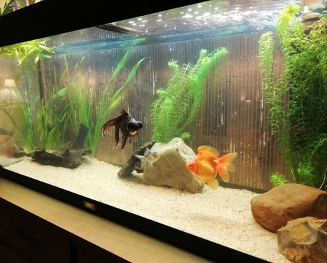 Fancy Goldfish Tank Ideas, Fancy Goldfish Tank, Black Moor Goldfish, Tank Terrarium, Goldfish Aquarium, Fancy Goldfish, Aquarium Set, Goldfish Tank, Fish Tank Terrarium