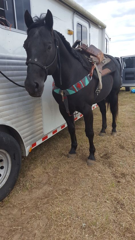 Rodeo Horses, Barrel Racing Horses, Western Horse Tack, Cowgirl Aesthetic, Black Horses, Rodeo Life, Horse Pattern, Western Aesthetic, Western Horse