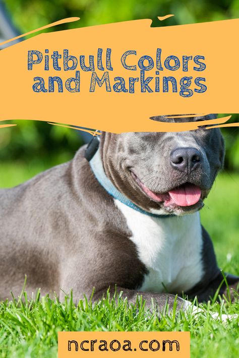 Learn about the variations in colors and markings with pitbull dogs. Pitbull Skin Problems, Blue Brindle Pitbull, Tricolor Pitbull, Blue Fawn Pitbull, Red Pitbull, Pitbull Colors, Merle Pitbull, Brindle Pitbull, American Bully Pitbull