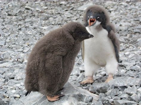 How cute are these penguin chicks while they're moulting? Royal Penguin, Galapagos Penguin, Magellanic Penguin, Chinstrap Penguin, Penguin Species, Poddle, Adelie Penguin, Snow Animals, Gentoo Penguin