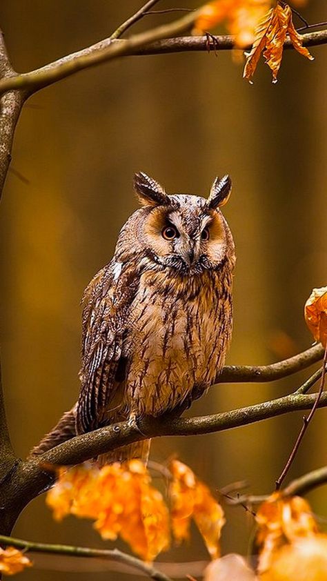 ZdorodZ African Animals Photography, Autumn Story, Autumn Owl, Owl Photography, Art Deco Artwork, Owl Collection, Owl Pictures, Woodland Friends, Beautiful Owl