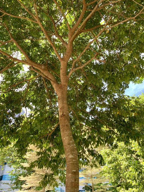 Kranji town in the west of Singapore is named after this Kranji tree, a local tropical fruit-bearing tree that can grow up to 40m. Fruit Bearing Trees, Tropical Fruit, Tree Trunk, Singapore, Fruit, Canning, Plants